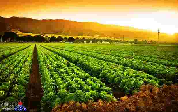  توزیع منظم سوخت، همیار کشاورزان در مسیر تولید